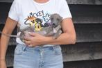 Whippet pups bij ons geboren in Belgie, Dieren en Toebehoren, Honden | Windhonden, België, Whippet, 8 tot 15 weken, Meerdere