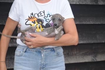 Chiots Whippet nés avec nous en Belgique, Lévrier whippet, Plusieurs, Belgique, Plusieurs animaux