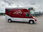 Peugeot boxer 2 chevaux, Ophalen, Gebruikt, Polyester, 2-paards trailer