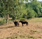 Fell pony's, merries ° 2012 en 2018, Dieren en Toebehoren, Pony's, Niet van toepassing, C pony (1.27m tot 1.37m), Tuigpony, Merrie