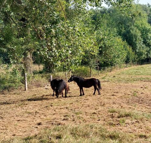 Fell pony's, merries ° 2012 en 2018, Dieren en Toebehoren, Pony's, Merrie, Niet van toepassing, C pony (1.27m tot 1.37m), Tuigpony