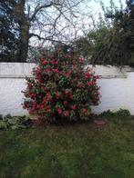 Camellia japonica rood Camelia, Tuin en Terras, Planten | Bomen, Lente, Overige soorten, Ophalen of Verzenden, 100 tot 250 cm