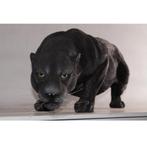 Black Panther – Zwarte Panter beeld Lengte 134 cm, Nieuw, Ophalen of Verzenden