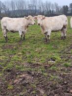 4 drachtige charolais koeien, Dieren en Toebehoren, Runderen