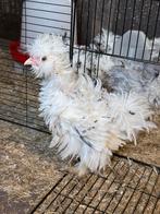 Usa krul haantje, Dieren en Toebehoren, Mannelijk, Kip