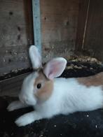 Familie van 5 konijntjes, Dieren en Toebehoren, Konijnen