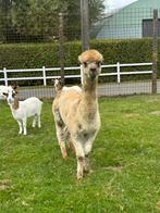Prachtige alpaca dekhengst fawn kleur klein ras, Dieren en Toebehoren