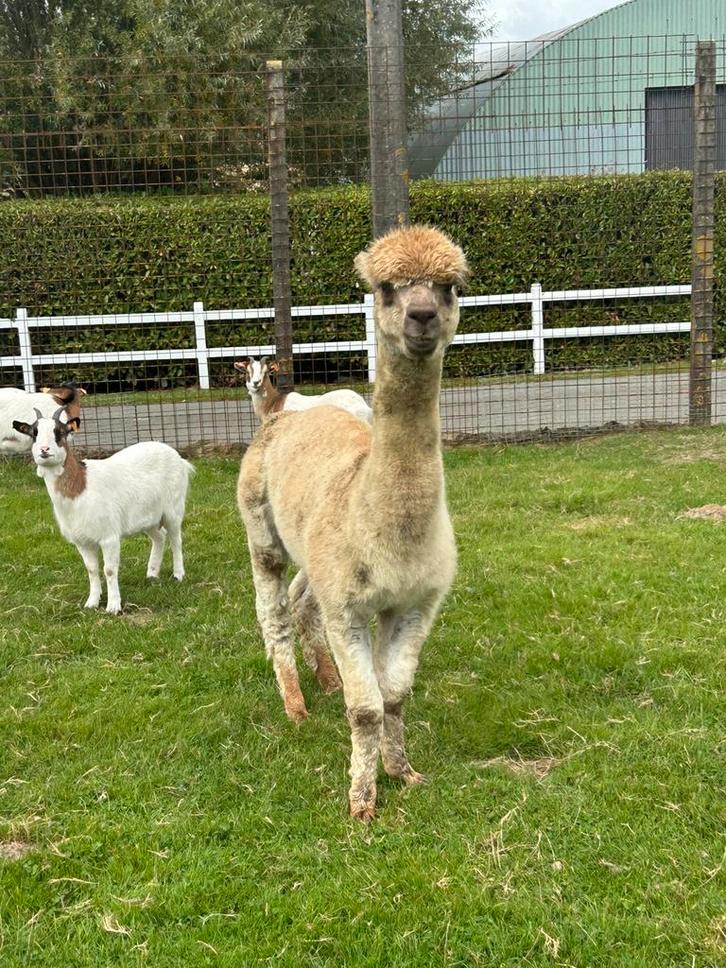 Prachtige alpaca dekhengst fawn kleur klein ras, Dieren en Toebehoren, Schapen, Geiten en Varkens
