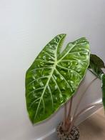 Alocasia Pink Dragon XL, Huis en Inrichting, Kamerplanten, Ophalen of Verzenden