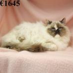 Ragdoll kittens te koop, Dieren en Toebehoren, Katten en Kittens | Raskatten | Langhaar, Meerdere dieren, Gechipt, 0 tot 2 jaar