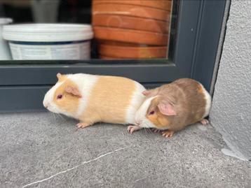 Jonge cavia’s beschikbaar voor biedingen