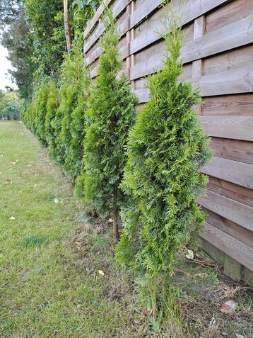 Thuja occidentale  beschikbaar voor biedingen