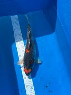 Zeer mooie nisai Goshiki., Animaux & Accessoires, Poissons | Poissons d'étang