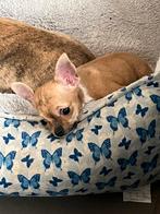 Klein chichuahua reutje, Dieren en Toebehoren, België, Particulier, Reu, CDV (hondenziekte)