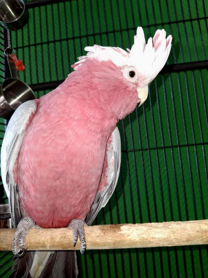 Cacatoès rose, Animaux & Accessoires, Oiseaux | Perruches & Perroquets, Perroquet, Mâle, Parleur, Domestique, Bagué