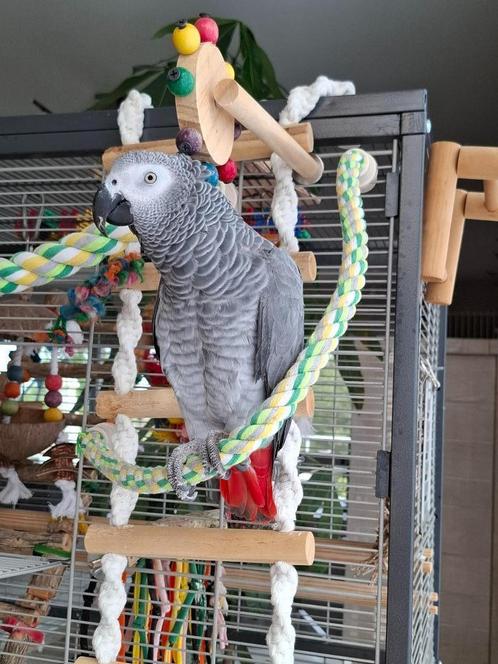 Tamme pratende grijze roodstaart, Dieren en Toebehoren, Vogels | Parkieten en Papegaaien, Papegaai, Vrouwelijk, Pratend, Tam, Geringd