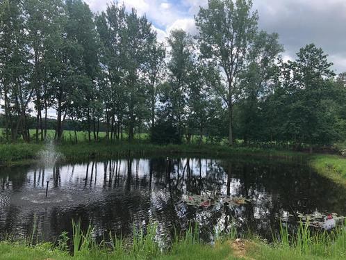 Vijvervissen gezocht voor mooie natuurvijver (koi, steur,…), Dieren en Toebehoren, Vissen | Vijvervissen, Karper of Koi