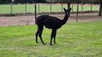 Merrie alpaca zwart, Dieren en Toebehoren, Mei, Vrouwelijk