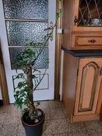Plante Monstera