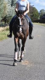 eyecatcher: superbrave 9jarige rijpaardmerrie, Animaux & Accessoires, Avec pedigree, L, 160 à 165 cm, Cheval de récréation