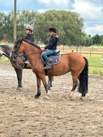 Brave manege pony, Dieren en Toebehoren, Paarden, Merrie