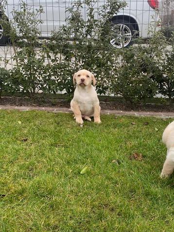 Mooie labrador pups  beschikbaar voor biedingen