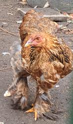 Brahma goudpatrijs hen, Dieren en Toebehoren, Pluimvee