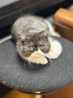 kittens Exotic korthaar, Dieren en Toebehoren, Meerdere dieren, Gechipt, 0 tot 2 jaar