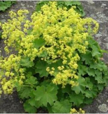 Alchemilla mollis - Vrouwenmantel (vaste plant) beschikbaar voor biedingen