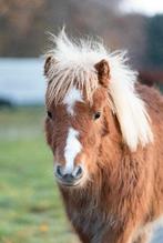 Weide plekje gezocht (NIET TE KOOP!!), Dieren en Toebehoren, Weidegang, 1 paard of pony