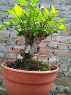 Bonsai hibiscus, Tuin en Terras, Ophalen