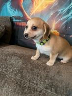 Pomteck pups, Dieren en Toebehoren, Honden | Niet-rashonden, Parvo, België, Fokker | Hobbymatig, 8 tot 15 weken