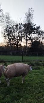 Mooie rammen (bokken), Dieren en Toebehoren, Schapen, Geiten en Varkens, Mannelijk, Schaap, 0 tot 2 jaar