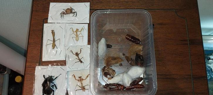 Set rariteitenkabinet insecten, Verzamelen, Dierenverzamelingen, Zo goed als nieuw, Ophalen of Verzenden