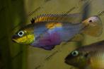 pelvicachromis drachenfelsi wouri F1, Vis, Zoetwatervis