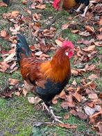 Hanen te koop, Dieren en Toebehoren, Pluimvee