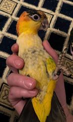 Handtamme roestkop caique, Dieren en Toebehoren, Mannelijk, Papegaai, Pratend