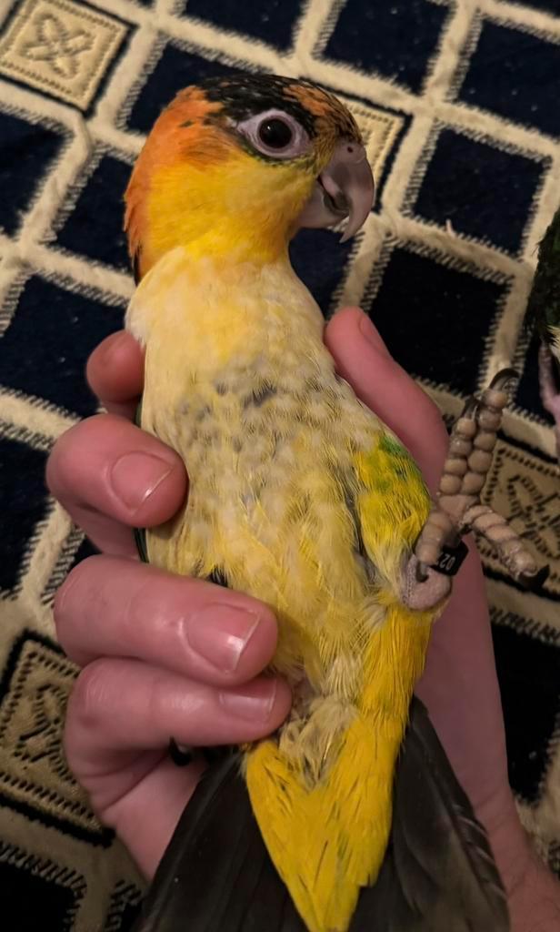 Handtamme roestkop caique, Dieren en Toebehoren, Vogels | Parkieten en Papegaaien, Papegaai, Mannelijk, Pratend, Tam, Geringd