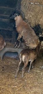 Soay bok, Mannelijk, Schaap, 3 tot 5 jaar