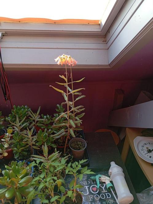 Vetplanten, Huis en Inrichting, Kamerplanten, Ophalen
