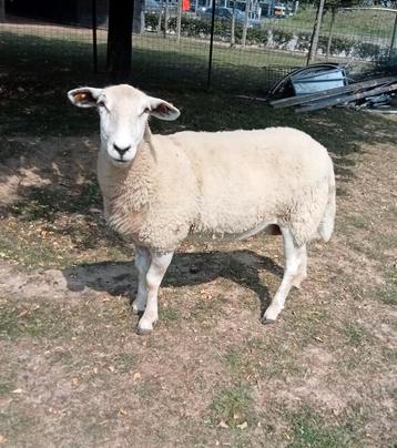 Schapen te koop  beschikbaar voor biedingen