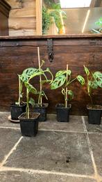 Monstera monkey leaf, Enlèvement