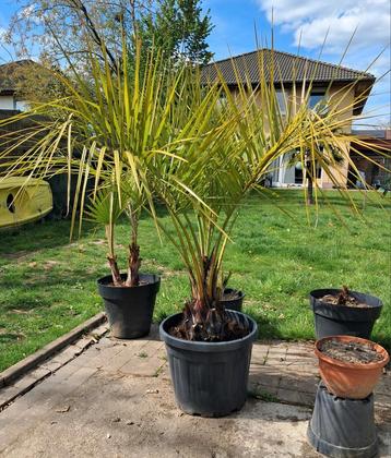 Butia Capitata Palmboom  beschikbaar voor biedingen