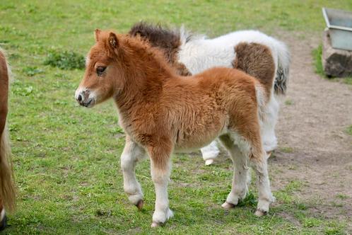 Zeer mooi, correct mini Shetland merrieveulen met stamboom!, Dieren en Toebehoren, Paarden, Merrie, M, 0 tot 2 jaar, Met stamboom