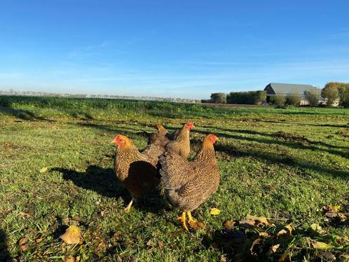 Jonge tamme wyandotte kriel kippen veel kleuren + ingeënt, Dieren en Toebehoren, Pluimvee, Kip, Vrouwelijk