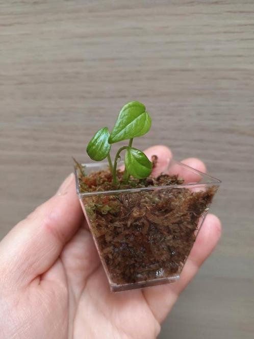 Anthurium veitchii x, Huis en Inrichting, Kamerplanten, Ophalen of Verzenden