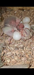 Handtamme kakariki jongen, Dieren en Toebehoren