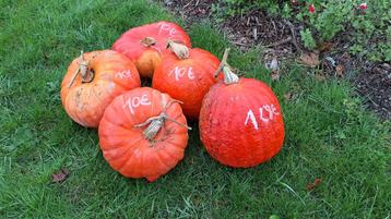 Pompoenen  beschikbaar voor biedingen