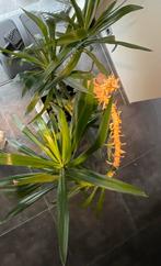 Yucca met pot 40cm, Ophalen, Halfschaduw, In pot, Minder dan 100 cm