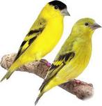 1-2 yarrelsijs 2025, Dieren en Toebehoren, Vogels | Overige Vogels